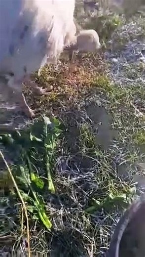 Long-legged exotic Rhea bird goes on the run from Chesterfield farm 