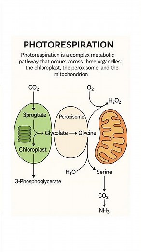 Photorespiration Explained: Chloroplast–Peroxisome–Mitochondrion Pathway 🌿⚛️ #Biology #NEET #Shorts