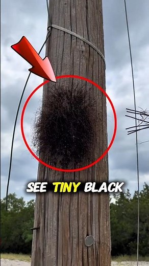 What Are Those Tiny Black Bugs on Your Wall? (Explained!) 😱🙏