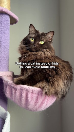 Understanding Cat Tantrums and Meows