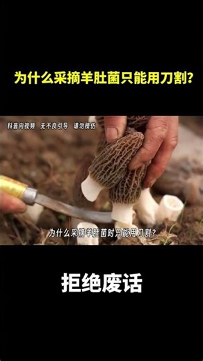 为什么采摘羊肚菌只能用刀割？ #冷知识 #涨知识