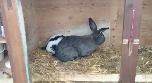 Coït rapide d'un lapin