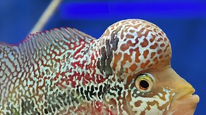 Close-up of a Discus Fish in Aquarium | Premium Stock Video Footage