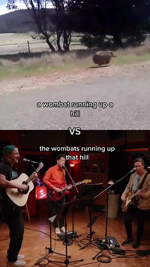Wombat vs The Wombats: Hill Race Showdown