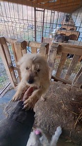 12 reactions · 33 shares | Der kleine wuselige Smarty  Purer...