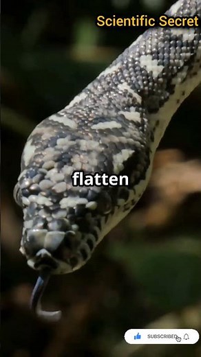 #FlyingSnakes Explained: #HowParadiseTree #SnakesGlide Without Wings | Amazing #NaturePhysics