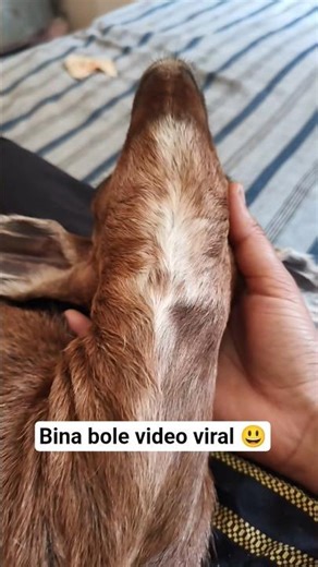 ye kya ho gya 😃🤣like subscribe please🥰 #intertan #viral #shortsfeed #fyp #funny #bakri #animals