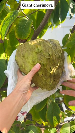 Samantha on Instagram: "Have you ever seen a cherimoya this big?! It’s growing on a little tree in a backyard. Incredible. #fruitlover #rarefruit #cherimoya #fruittok #fruitobsessed #fruitlife #tropicalfruit #naturefinds #gardenvibes #homegrown #zone10b #exoticfruit"