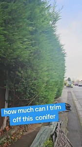 66K views · 138 reactions | This hedge is overhanging the footpath, I cut back a much as possible so the hedge stays green #hedgetrimming #autumn #gardening #garden | Kieron Calderbank | Facebook