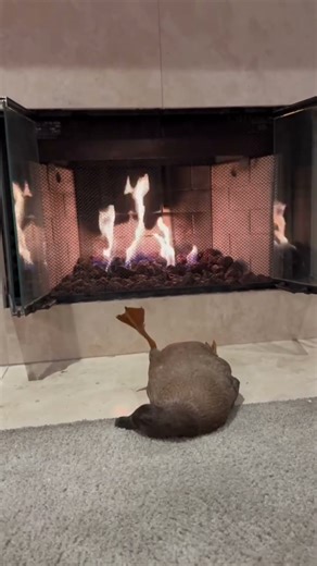 The Duck Chronicle with Nat King Cole Christmas Classic