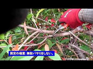 No.011_ Red Robin and other pruning 160602: