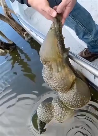 4.1K views | Incredible What IS this?! Check first comment SEE FULL HERE  | Scratcherchallenge | Facebook