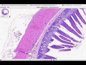 Uso del microscopio virtual