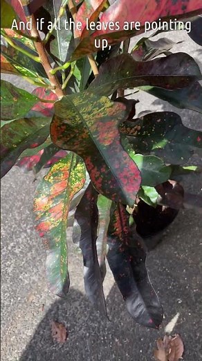 How to Make Crotons Sparkle With Color | Easy Plant Care Tips