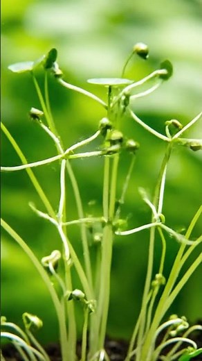 🌿✨ Hydrocotyle – Fresh Green Growth Time-Lapse 💚💧