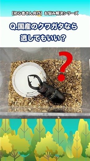 Q.国産のクワガタなら逃してもいい？【初心者さん向け】お悩み解決シリーズ！#クワガタ #カブトムシ #クワカブ #飼育方法
