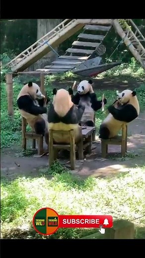 Funny PANDA Moments That Will Make You Laugh Out Loud