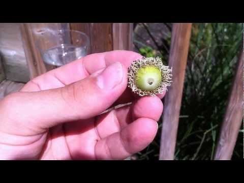 Acorns to OAK Trees- Part 1: Growing TREES from Seed