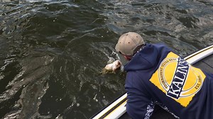 Kalin's New Google Eye Football Jig, provides visual and audio triggers for game fish! | ACME Tackle Company