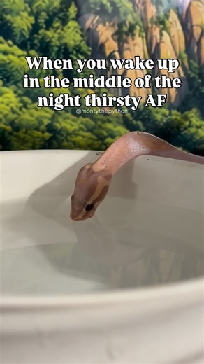 Monty the Python on Instagram: "Water so good you put your whole face in it #montythepython #fyp #thirsty #sunday #meme"