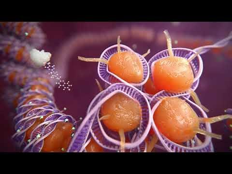 Biotechnology Animation Highlight Reel | Random42