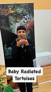 RADIATED TORTOISES 🐢 The radiated tortoise (Astrochelys radiata) is a tortoise species in the family Testudinidae. Although this species is native to and most abundant in southern Madagascar, it can also be found in the rest of this island, and has been introduced to the islands of Réunion and Mauritius. It is a very long-lived species, with recorded lifespans of up to 188 years. These tortoises are classified as critically endangered by the IUCN, mainly because of the destruction of their habi