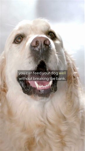 Comparing Budget vs Premium Dog Food | What’s Worth Your Money?