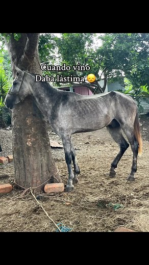 Mi amigo canario ❤️‍🩹🐴😍 Apenas un mes de cuido 🙏 #caballosbailadores # #iberosamericanos #españoles #elsalvador🇸🇻