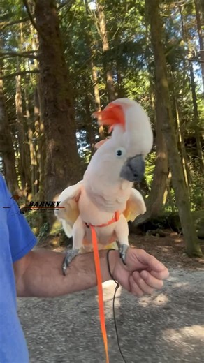 Barney the West Coast Cockatoo on Instagram: "Let’s go for a walk  #barneythewestcoastcockatoo"