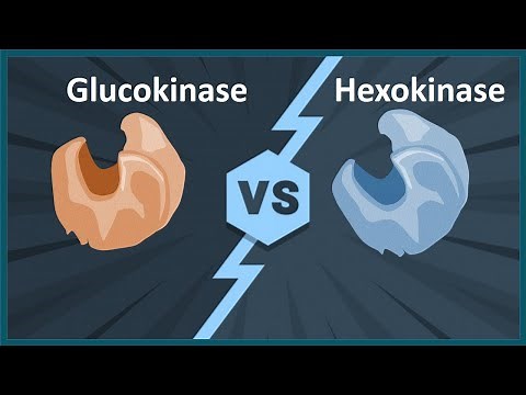 glucokinase vs hexokinase (Biology quick bites)