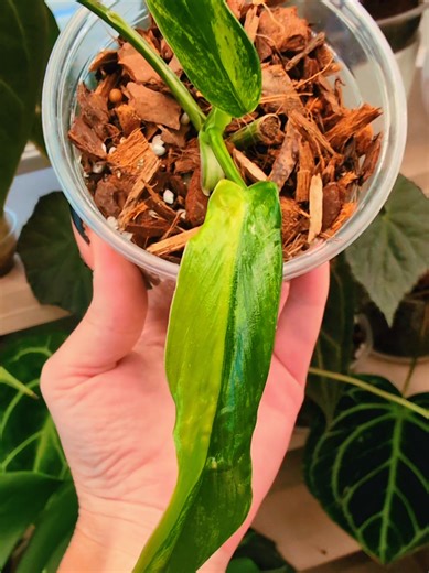 Philodendron Variegated Holtonianum & regular green Holtonianum 💚💚💚 I never even knew this philodendron existed until I saw someone selling cuttings of it. Seeing what the mature leaves looked like is what really made me want it! You can start to see this with the green ones mother leaf. Then of course I wanted the variegated one too. 😂😂😂 So here we are lol figured I'd show you both to show the differences and what a more mature leaf looks like. #fyp #philodendron #plants #plantsoftiktok #