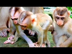 Triple the Cuteness: Three Precious Newborn Monkeys Stick Together