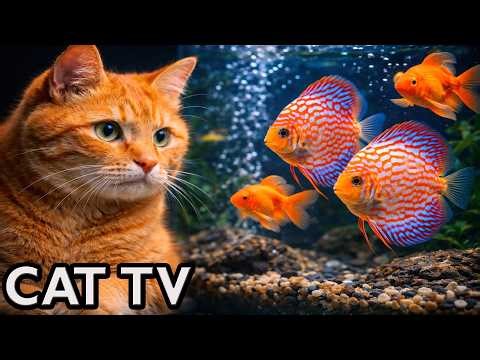 🔴 LIVE Cat TV 🐠 Fish Tank for Cats to Watch | Cat Entertainment