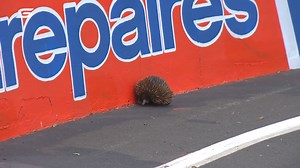 52K views · 1.1K reactions | There's a Safety Car... for an echidna! The moment that turned the 2021 Repco Bathurst 1000 on its head  | Supercars | Facebook