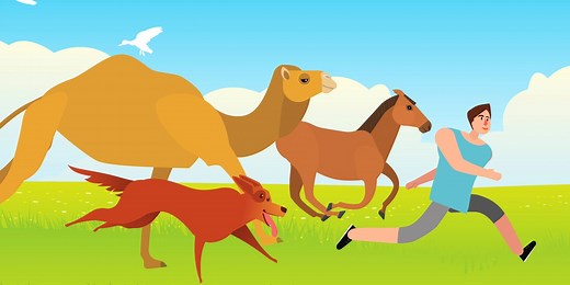 How humans evolved to become the best runners on the planet