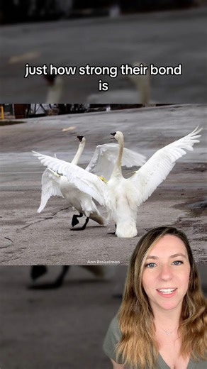 261K views · 23K reactions | A swan couple has been reunited after...