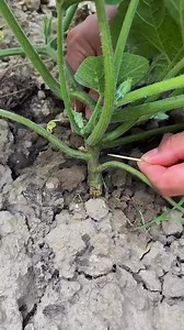 6.9K reactions · 705 shares | sa mga nag tatanim nang kalabasa dyan toothpick itusuk sa puno nang kalabasa para ito ay magkaroon nang maraming bunga #short #fypシ゚ #unhighlight #highlight #toothpick #kalabasa # #maramingbunga #punonang | Trinidad Canillo Laforteza Vlogs | Facebook