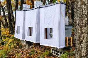 L'invention d'une tente pour protéger les ruches et les abeilles des frelons asiatiques