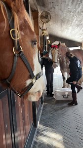 29K views · 573 reactions | Look at lovely Eve❤️Her love language? All of them! Happy Valentine’s Day from this beautiful girl’s heart to yours! | Dog Tales Rescue and Sanctuary | Facebook