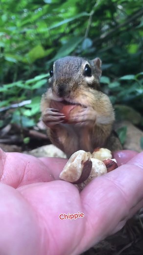 Cheeks Filled with Nature's Beauty | Chippie Chipmunk