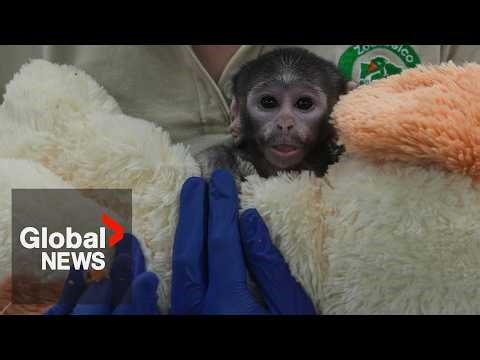 Meet Yuji: this baby monkey and his stuffed dog are the latest viral sensation