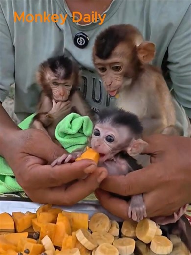 Baby monkeys craving new diet