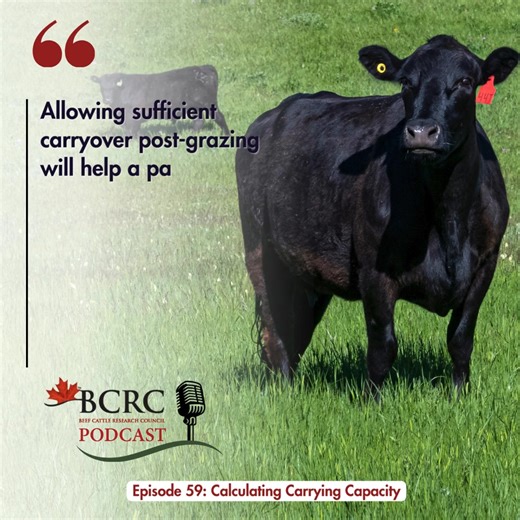Calculating the correct carrying capacity will help you determine a proper stocking rate that maintains productivity of both your animals and forage while encouraging the sustained health of the grassland resources. Read or listen to Episode 59 of the Canadian Beef Cattle Podcast to learn about two methods for calculating carrying capacity. ⬇️ https://www.beefresearch.ca/blog/calculating-carrying-capacity/ | Beef Cattle Research Council