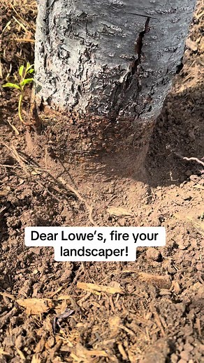 Expert Arborist Advice for Lowe’s Landscaping Issues