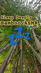 Relaxing Bamboo Forest Ambience 🌿 Calming Nature Sounds for Stress Relief & Meditation 4K