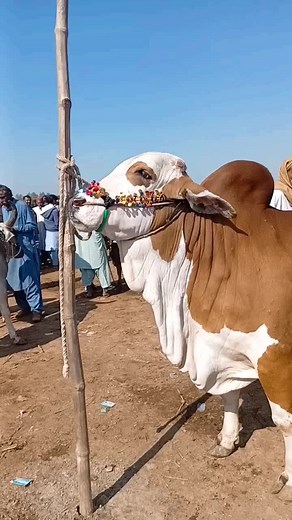 😂 #viral #foryour #cow #funny #tiktok #ms_cattle_farm