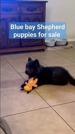 American blue Bay Shepherd puppies now available