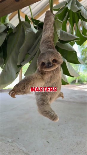 The 30-Second Brain Delay is REAL 🌶️🦥 #wildlife #animals #sloth