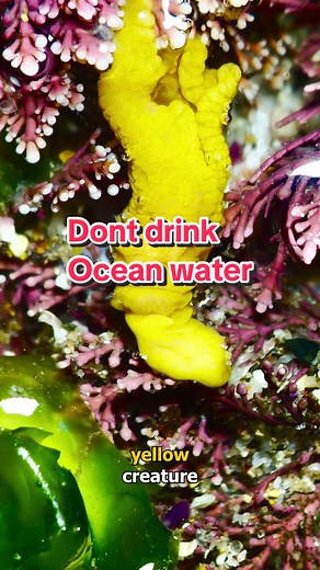 Discover the Fascinating Microscopic Life in Ocean Water