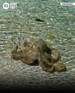 #WATCH: BIZARRE OCTOPUS ATTACK A Perth man has been attacked by an Octopus while swimming at a popular beach in WA’s South West region. Lance Karlson filmed the moment an octopus lashed out at him with all 8 tentacles in the waters of Geographe Bay. He was with his daughter at the time, but neither suffered serious injuries. | 10 News Perth